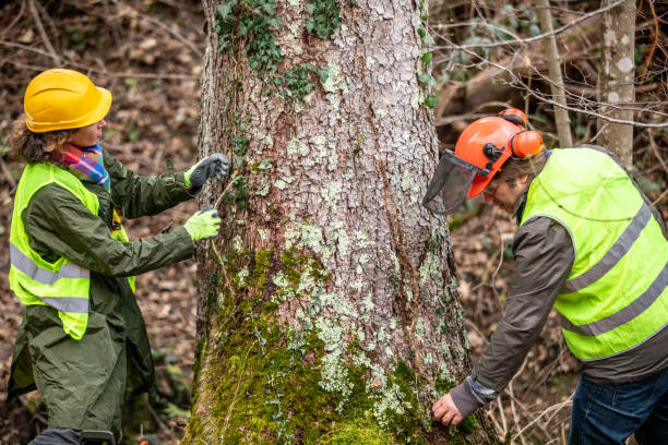 How Our Tree Care Process Works  in  Cleveland, OH